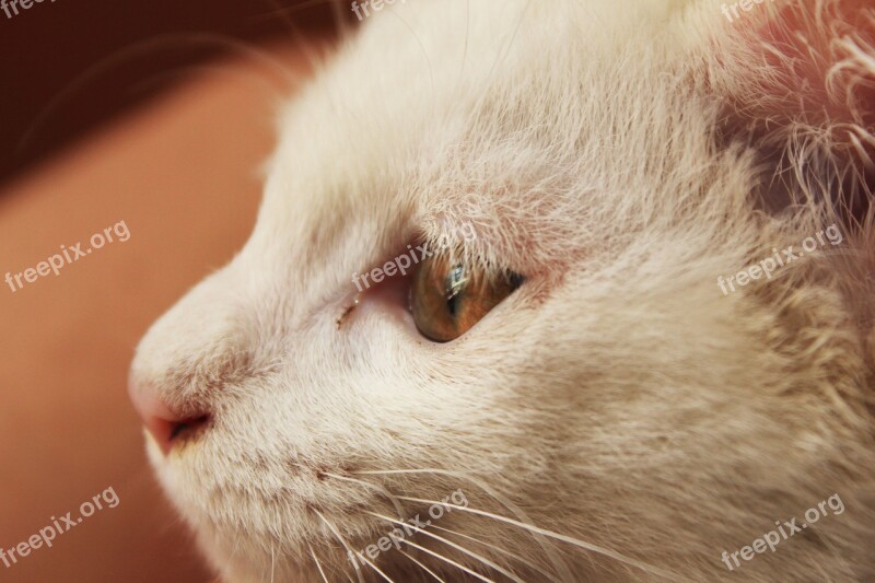 Cat Animal White Cat Free Photos