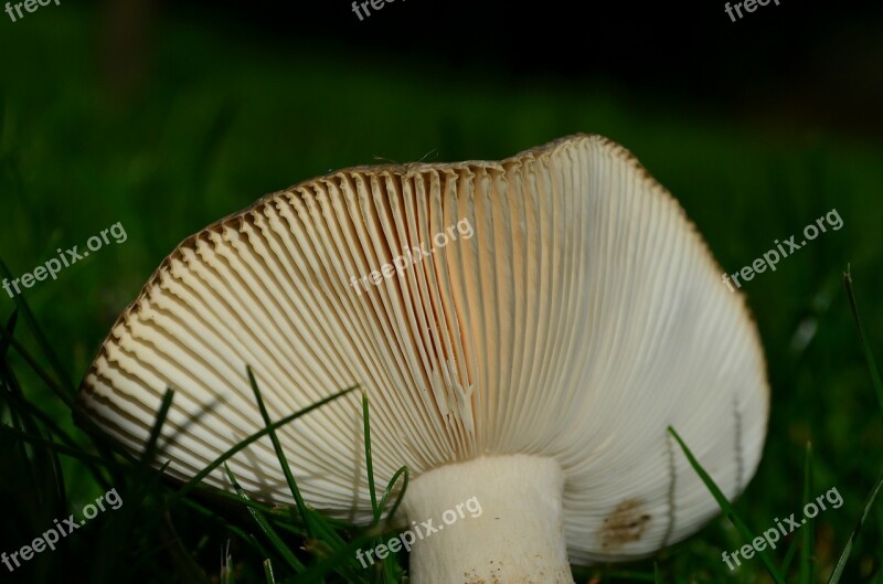 Disc Fungus Mushroom Autumn Lamellar Nature