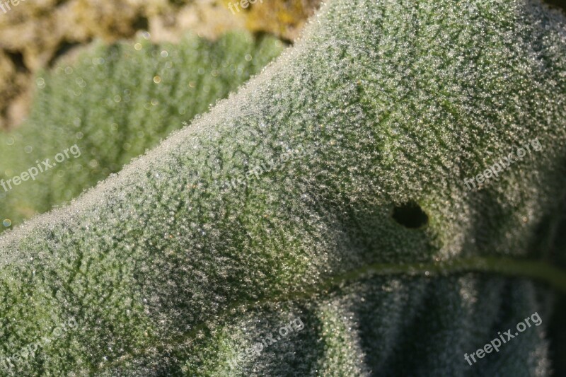 Leaf Frost Ripe Ice Free Photos