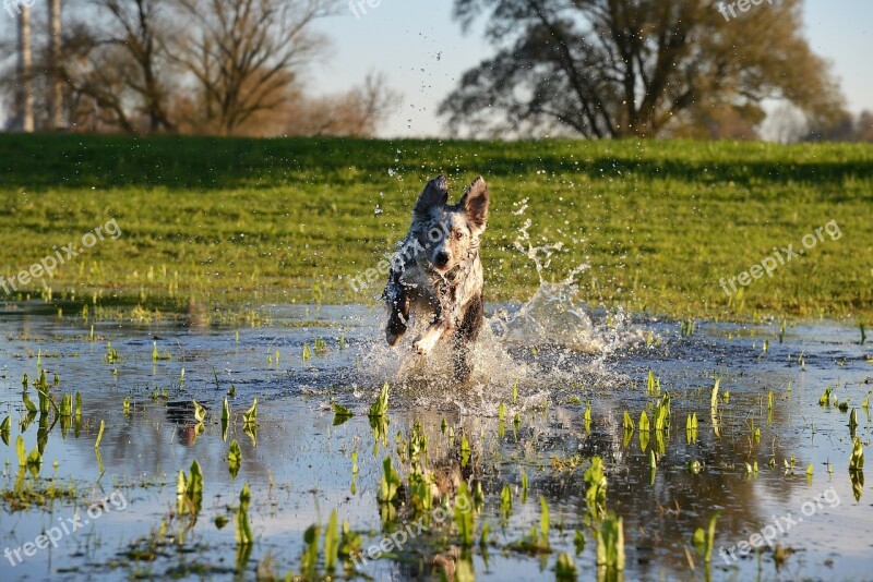 Dog Play Action Hybrid Swim