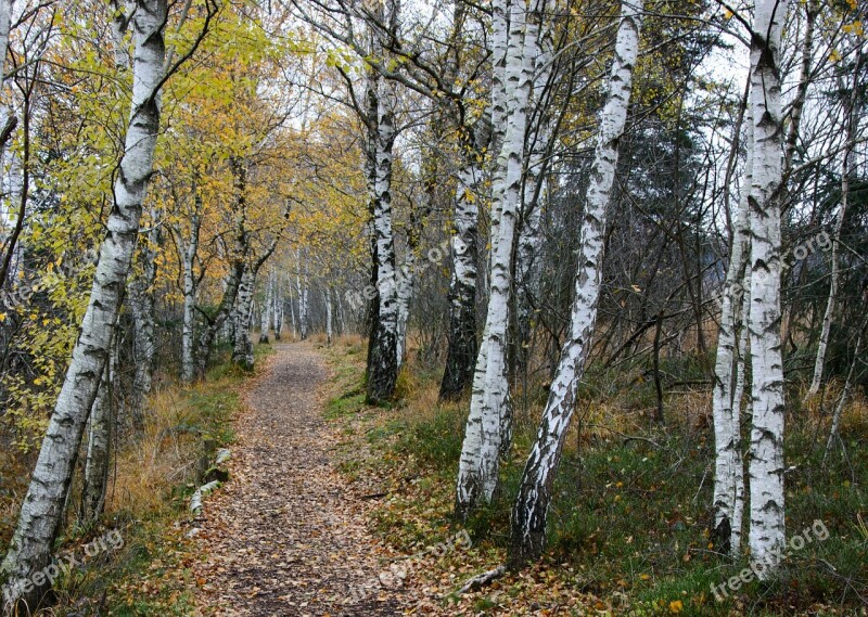 Birch Away Nature Hiking Trail