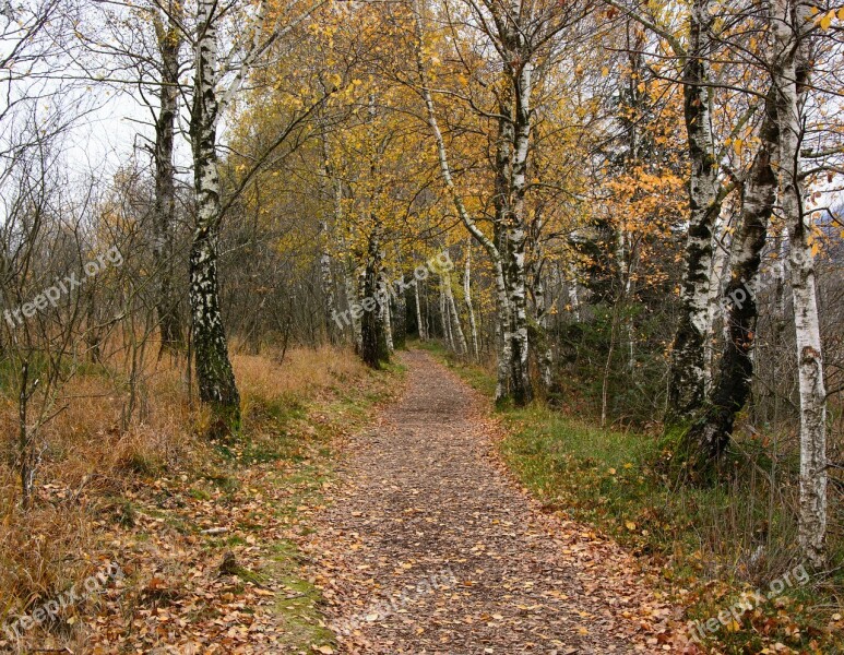 Birch Birch Forest Away Nature Hiking