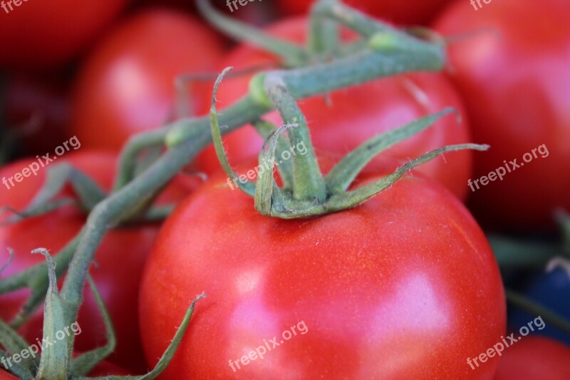 Bush Tomato Tomato Red Vegetables Close Up