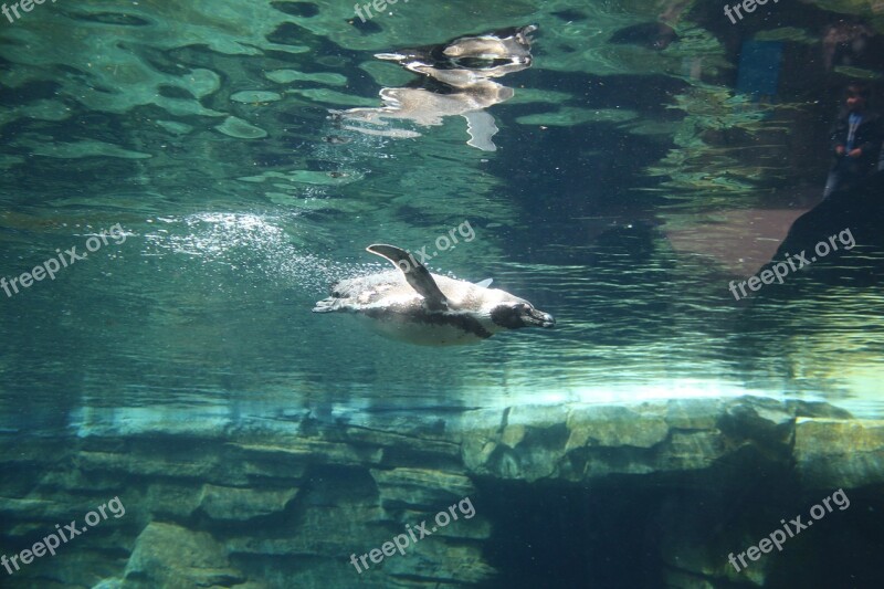 Penguin Water Zoo Animal Nature