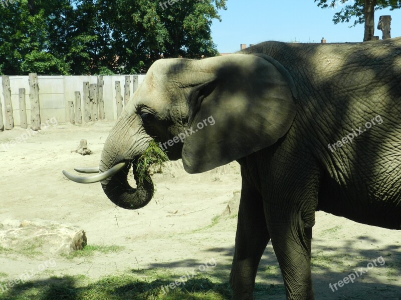 Elephant Zoo Animals Africa Grey