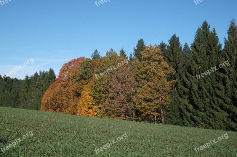 Autumn Forest Nature Trees Landscape