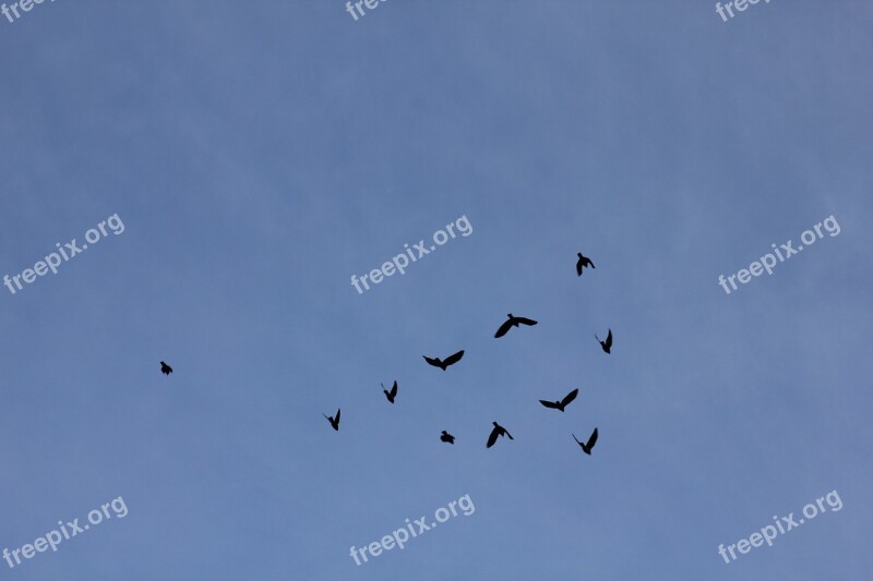 Bird Birds Himmel Silhouettes Blue