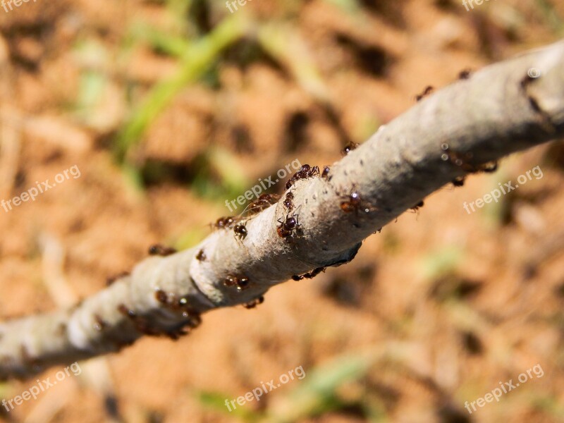 Ants Nature Branch Insect Animal