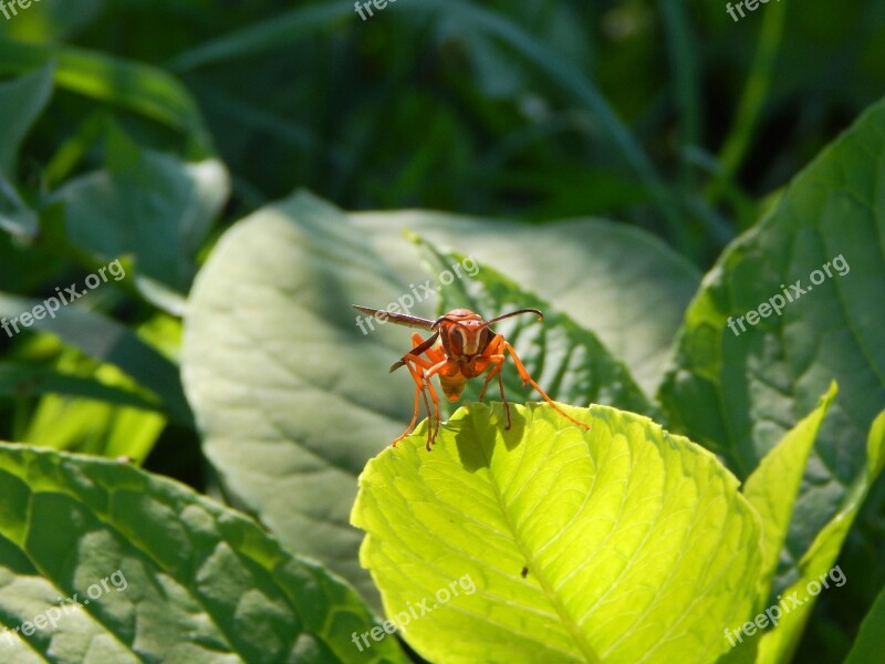 Wasp Leaf Insect Nature Yellow