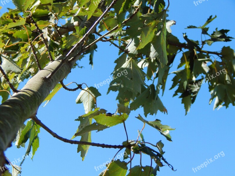 Tree Nature Green Sky Blue