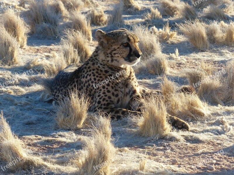 Cheetah Namibia Safari Africa Big Cat