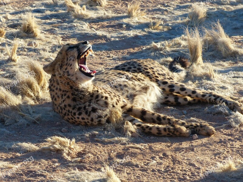 Cheetah Namibia Safari Africa Big Cat