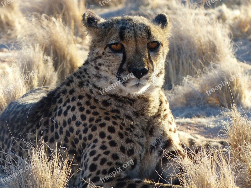 Cheetah Namibia Safari Animal Big Cat