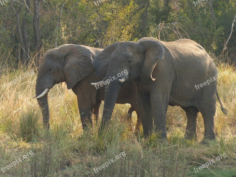 Elephant Zambezi Africa Mammals Safari