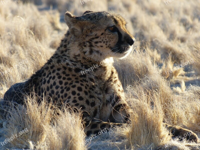 Cheetah Namibia Safari Africa Free Photos