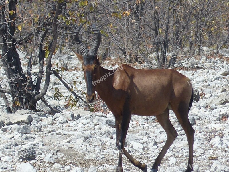 Kudu Africa Safari Etosha National Park Animal