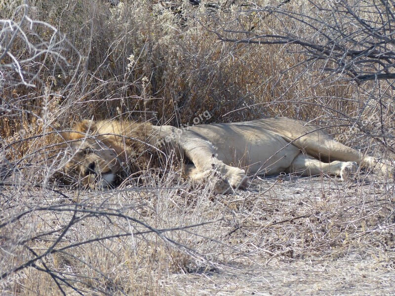 Lion Sleeping Safari Etosha National Park Africa