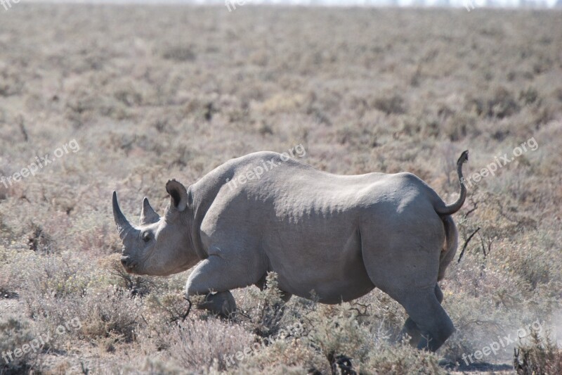 Rhino Safari Etosha National Park Big Five Horn