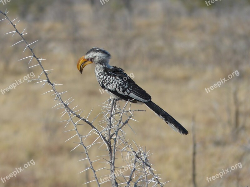 Yellow-billed Toko Bird Safari Etosha National Park Bill