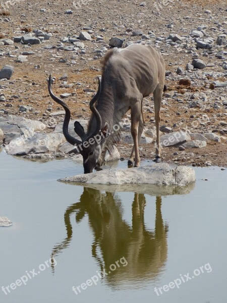 Kudu Water Hole Safari Etosha National Park Drink