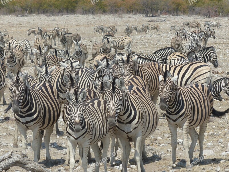 Zebras Safari Etosha National Park Animals Flock