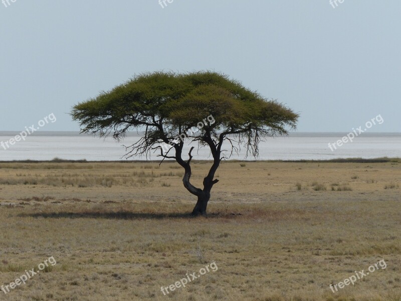 Tree Safari Etosha Pan Etosha National Park Landscape