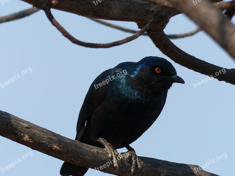 Glossy-starling Star Bird Namibia Free Photos