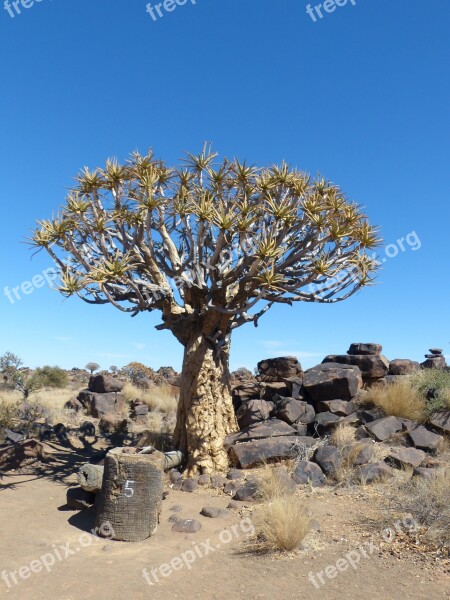 Quiver Tree Namibia Tree Nature Free Photos