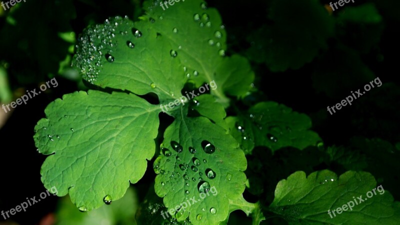 Leaves Dew Green Dewdrop Drop Of Water