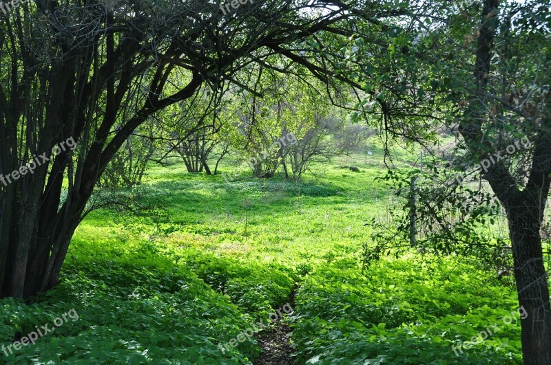 Forest Grass Nature Green Tree