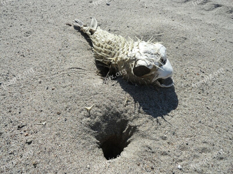 Pufferfish Skeleton Tetraodontidae Animal Dead