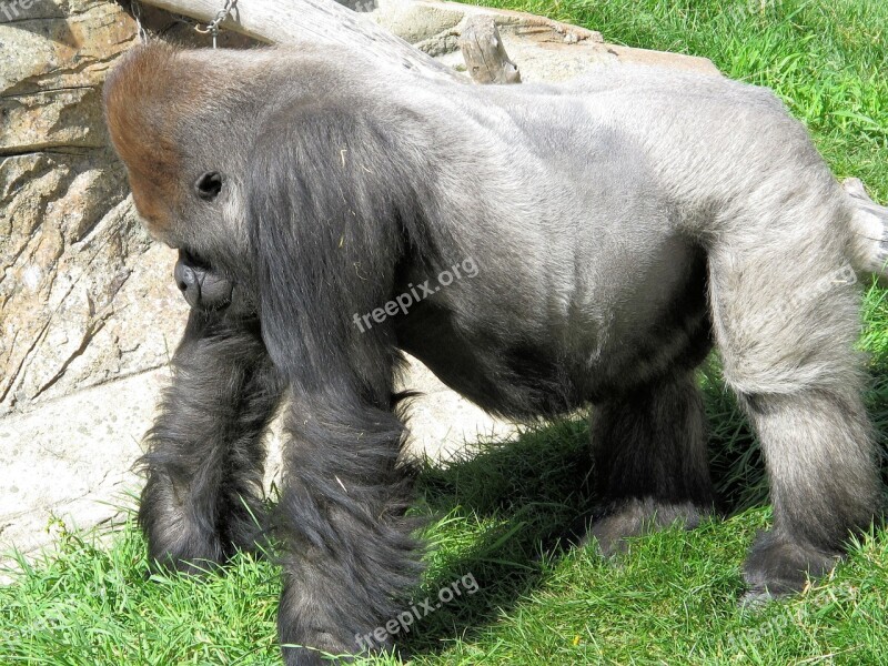 Silverback Gorilla Strength Ape Primate