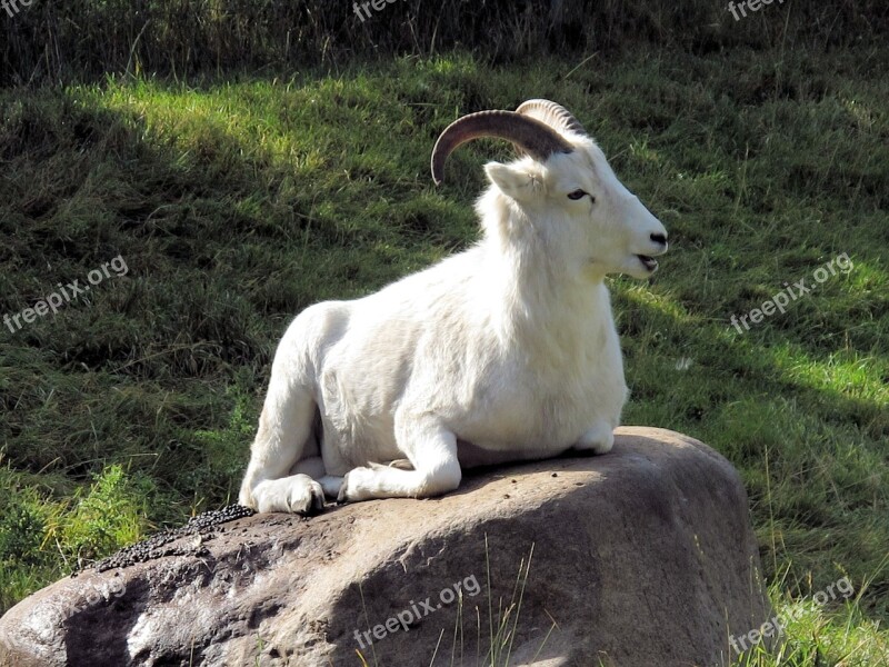 Big Horn Sheep Goat Horn Alberta Canada