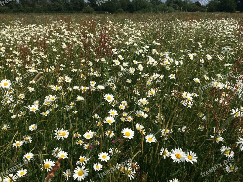 Daisies Field Flowers Oxeye Daisies Ox-eye Daisies