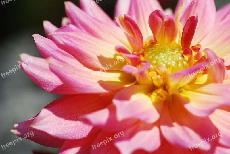 Lotus Thailand Macro Nature Flower