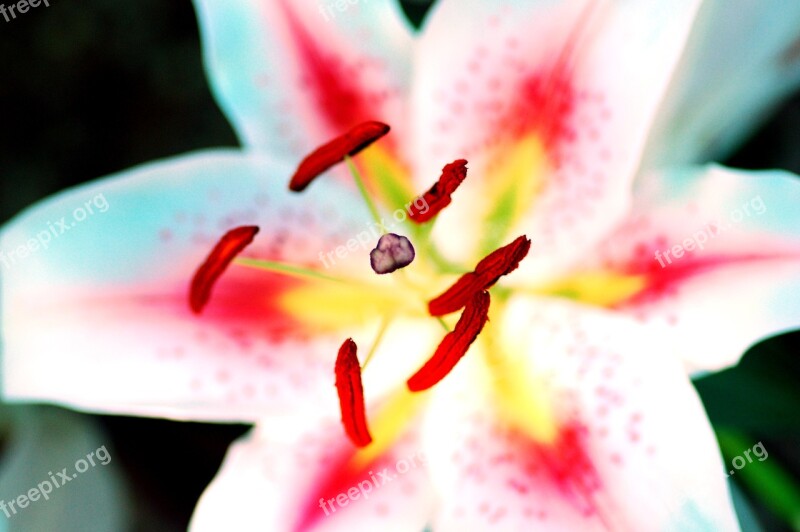 Pollen Flower Macro Thailand Blossom