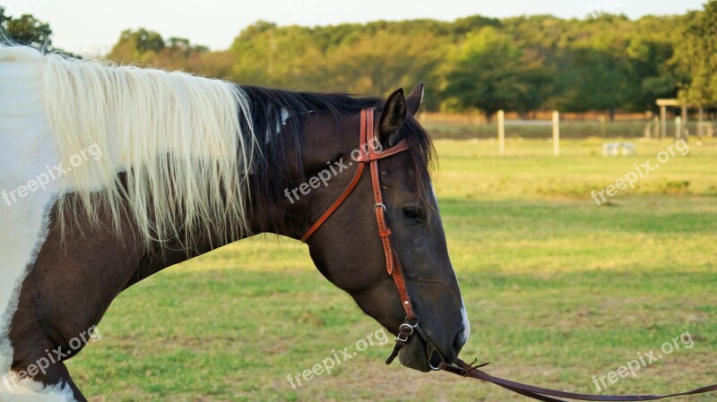 Horse Texas Riding Animal Free Photos