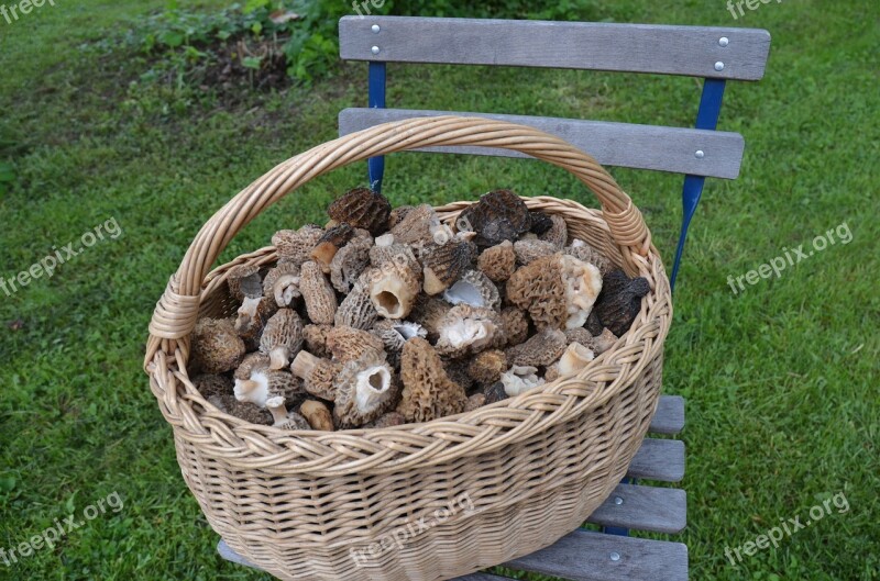 Basket Mushroom The Catch Morel Free Photos