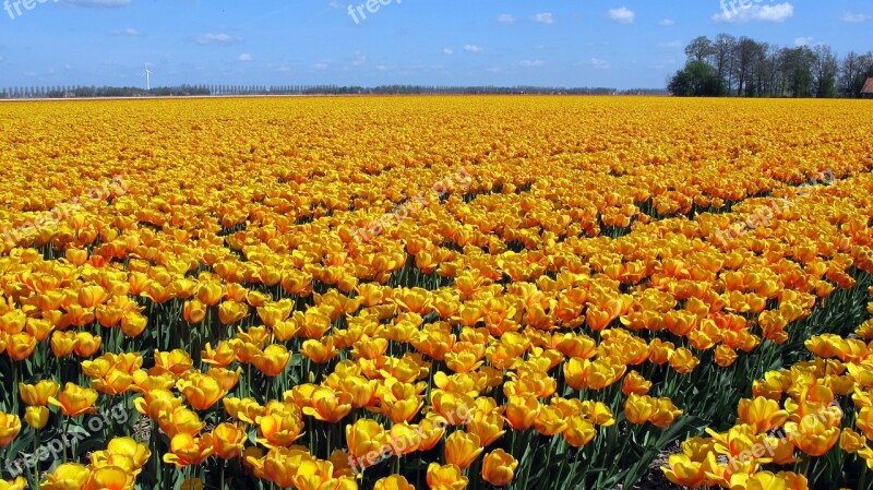 Tulips Holland Tulip Field Flower Tulpenbluete