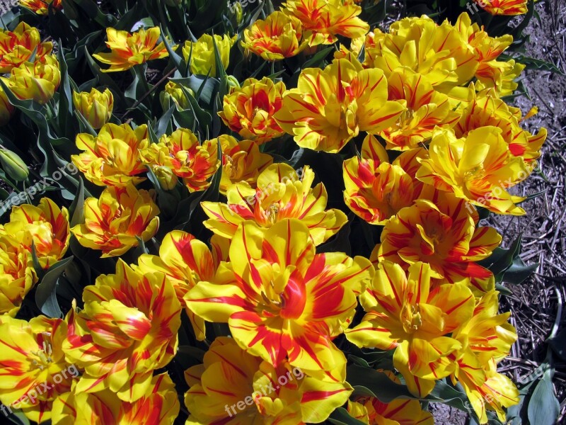 Tulips Flora Yellow Spring Flowers Flowers