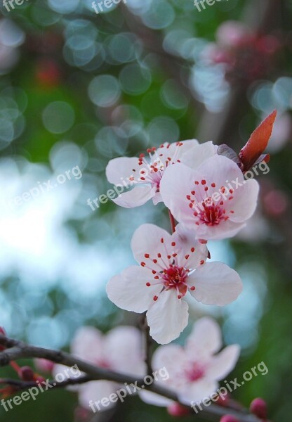 Flower Beautiful Sakura Spring Season