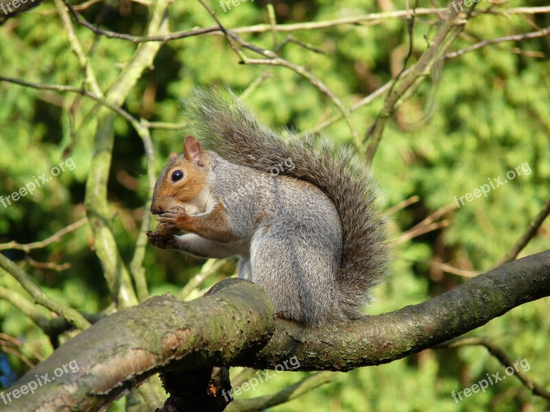 Squirrel Tree Branch Nature Animal