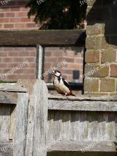 Woodpecker Birds Nature Wildlife Ornithology