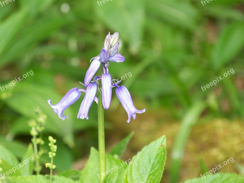 Blue Bell Flower Woo Blue Bell