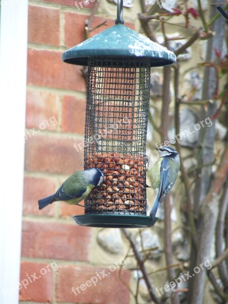 Great Tit Birds Tit Wildlife Great