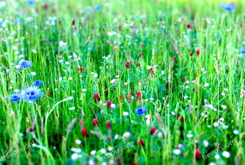 Flower Meadow Flowers Meadow Nature Summer