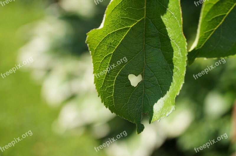 Leaf Heart Summer Green Nature