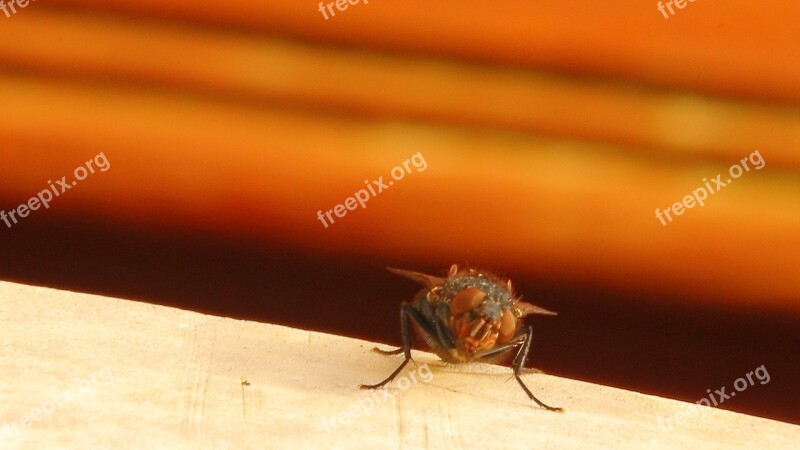 Housefly Fly Insect Close Up Animal