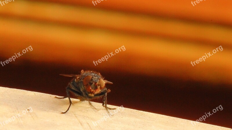 Housefly Fly Insect Close Up Animal