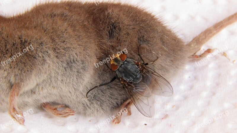 Carcass Mouse Shrew Fly Dead